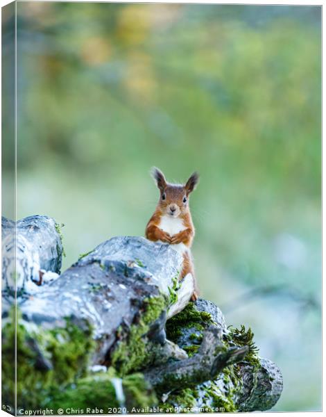 red squirrel  peaking out from behind logs Canvas Print by Chris Rabe