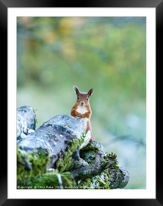 red squirrel  peaking out from behind logs Framed Mounted Print by Chris Rabe