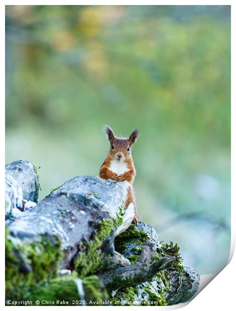 red squirrel  peaking out from behind logs Print by Chris Rabe