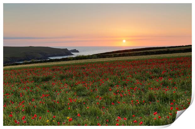West Pentire Poppies Print by CHRIS BARNARD