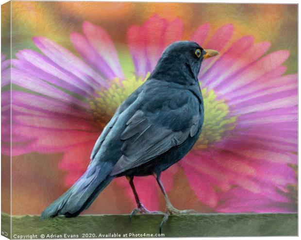 Blackbird And A Flower Art Canvas Print by Adrian Evans