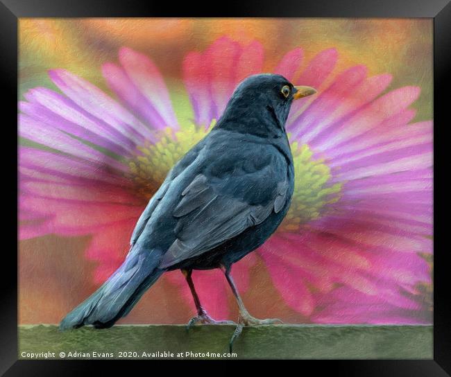 Blackbird And A Flower Art Framed Print by Adrian Evans