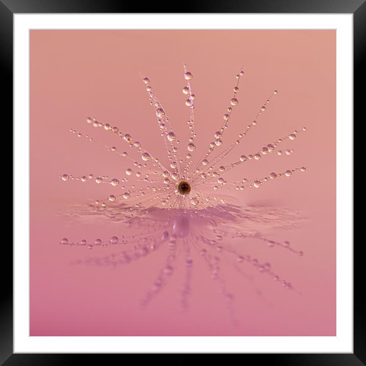 Water drops on a Dandelion clock  Framed Mounted Print by George Robertson