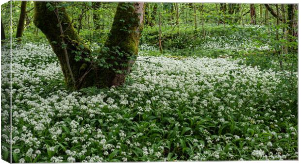 Wild Garlic Flowers In The Forest Canvas Print by George Robertson