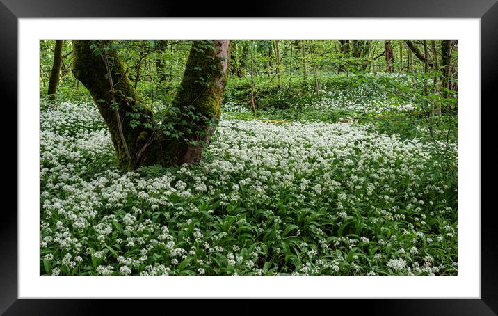 Wild Garlic Flowers In The Forest Framed Mounted Print by George Robertson