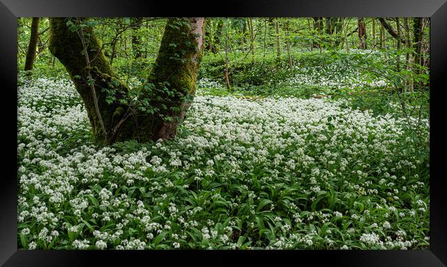 Wild Garlic Flowers In The Forest Framed Print by George Robertson