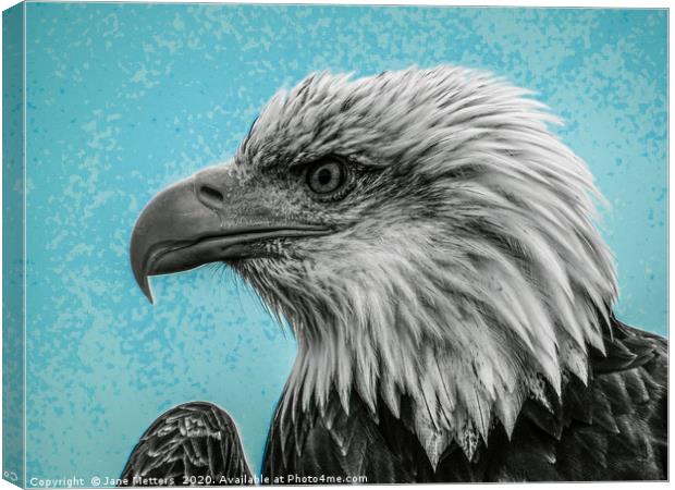 Bald Eagle Canvas Print by Jane Metters