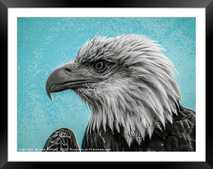 Bald Eagle Framed Mounted Print by Jane Metters