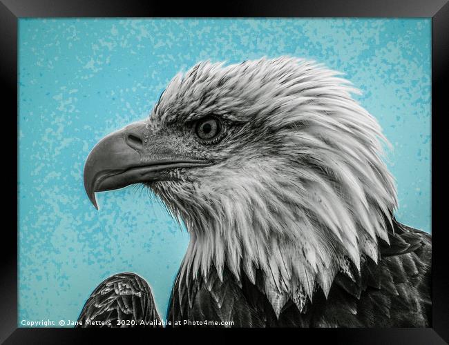 Bald Eagle Framed Print by Jane Metters