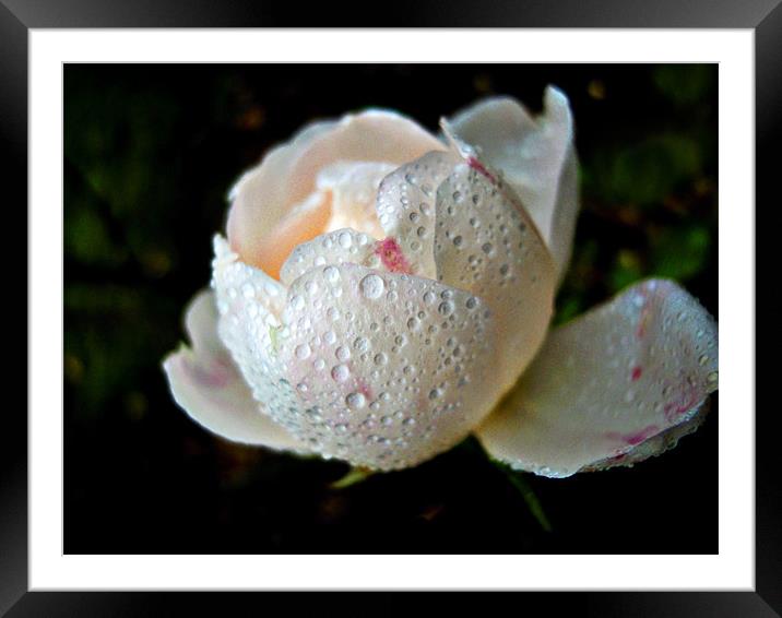 raindrops on petals Framed Mounted Print by Heather Newton