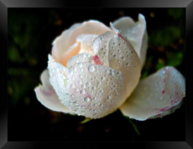 raindrops on petals Framed Print by Heather Newton