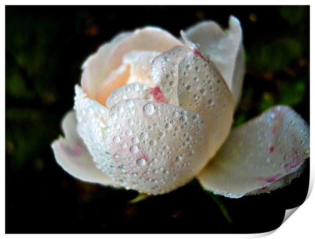 raindrops on petals Print by Heather Newton