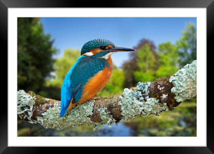 Common Kingfisher Framed Mounted Print by Arterra 