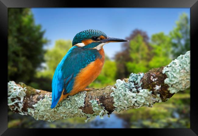 Common Kingfisher Framed Print by Arterra 