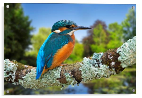 Common Kingfisher Acrylic by Arterra 