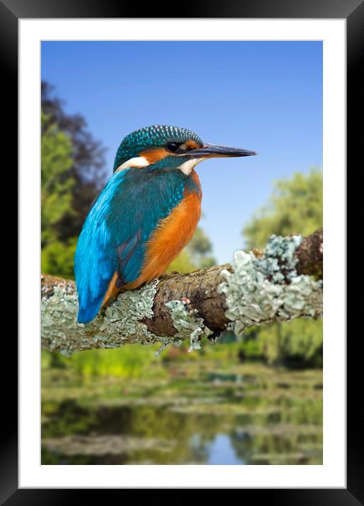 Kingfisher Framed Mounted Print by Arterra 