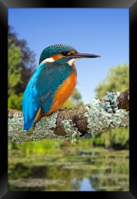 Kingfisher Framed Print by Arterra 