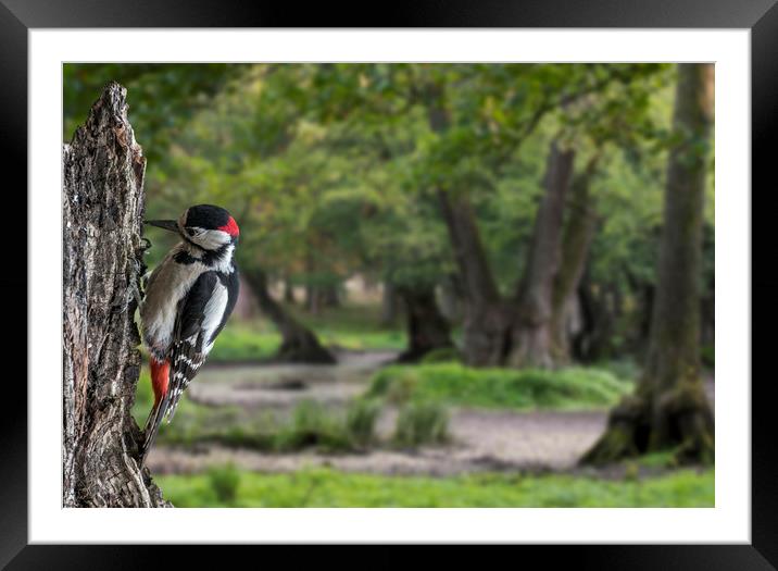 Drumming Woodpecker Framed Mounted Print by Arterra 