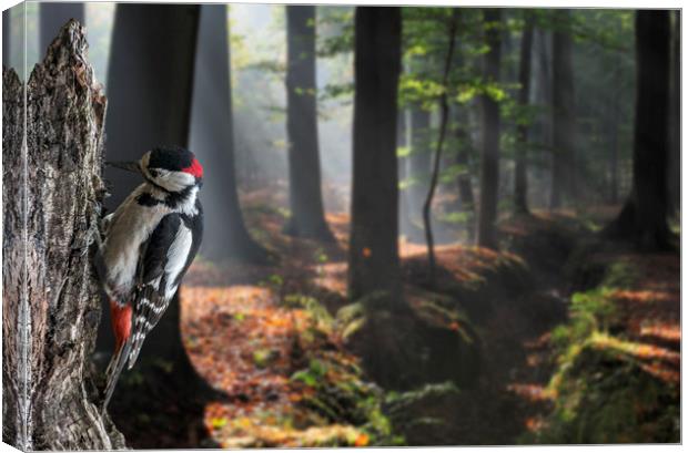 Woodpecker in Forest Canvas Print by Arterra 