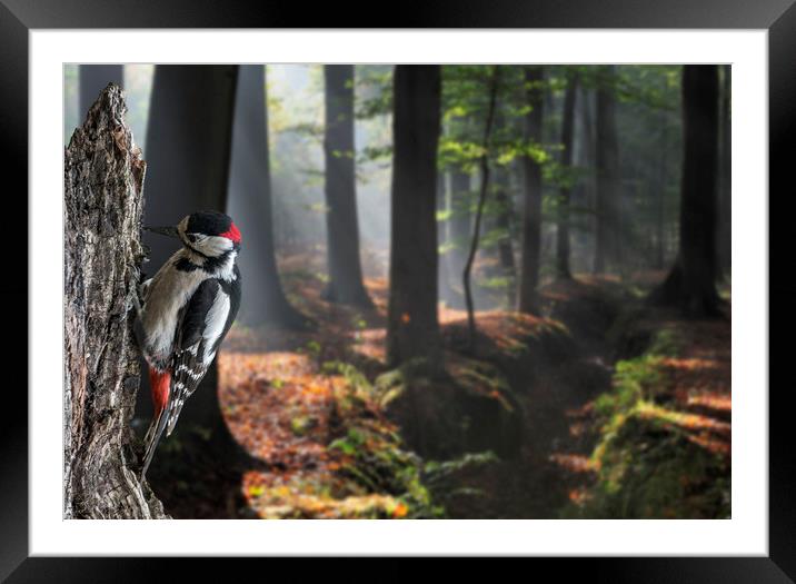 Woodpecker in Forest Framed Mounted Print by Arterra 