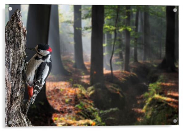 Woodpecker in Forest Acrylic by Arterra 