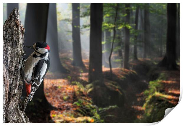 Woodpecker in Forest Print by Arterra 