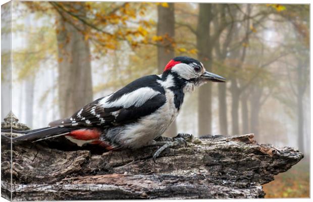 Great Spotted Woodpecker in Autumn Forest Canvas Print by Arterra 