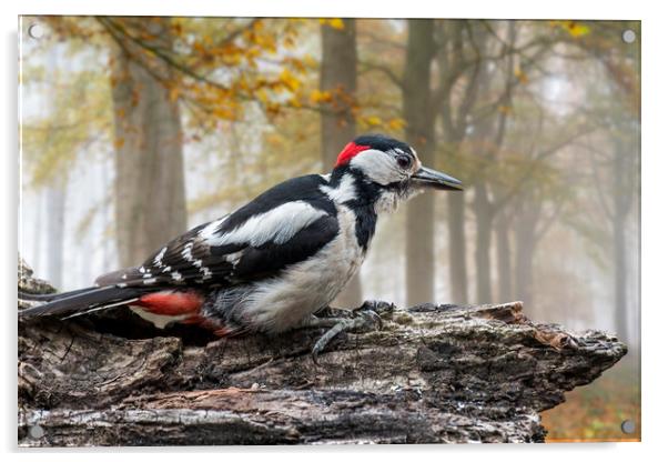 Great Spotted Woodpecker in Autumn Forest Acrylic by Arterra 