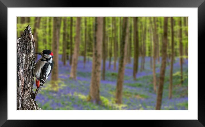Great Spotted Woodpecker and Bluebells Framed Mounted Print by Arterra 