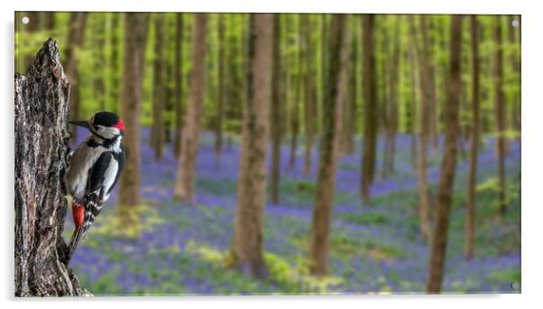 Great Spotted Woodpecker and Bluebells Acrylic by Arterra 