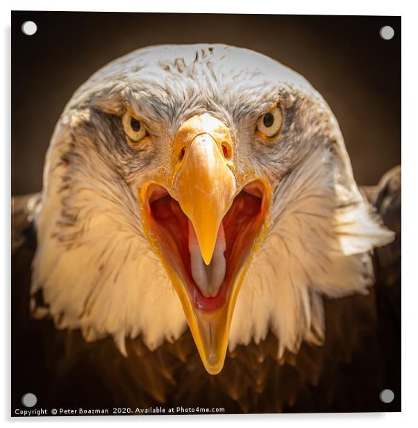 Bald Eagle Acrylic by Peter Boazman