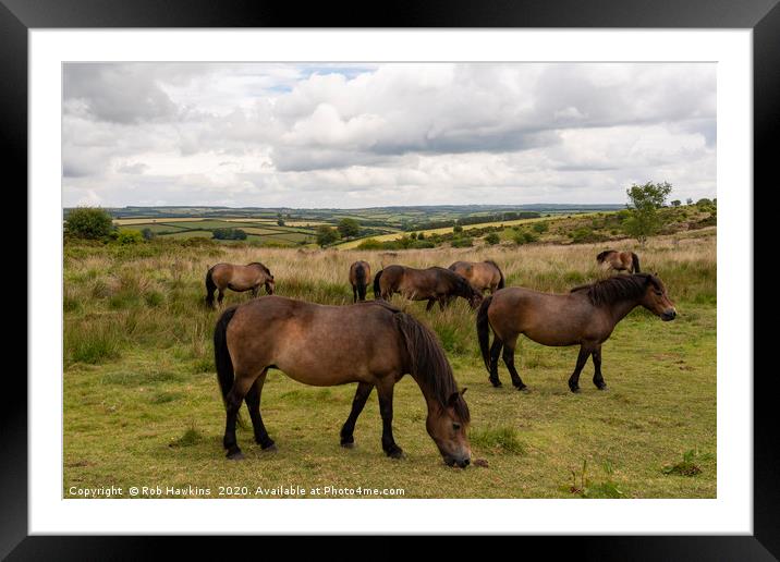 Exmoor Ponies at Winsford Hill  Framed Mounted Print by Rob Hawkins