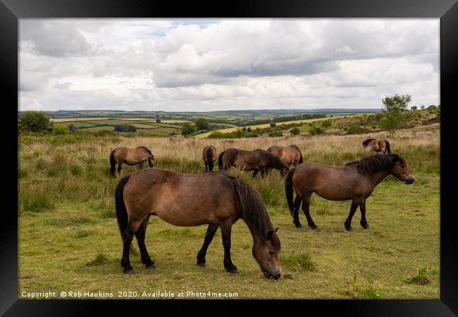 Exmoor Ponies at Winsford Hill  Framed Print by Rob Hawkins