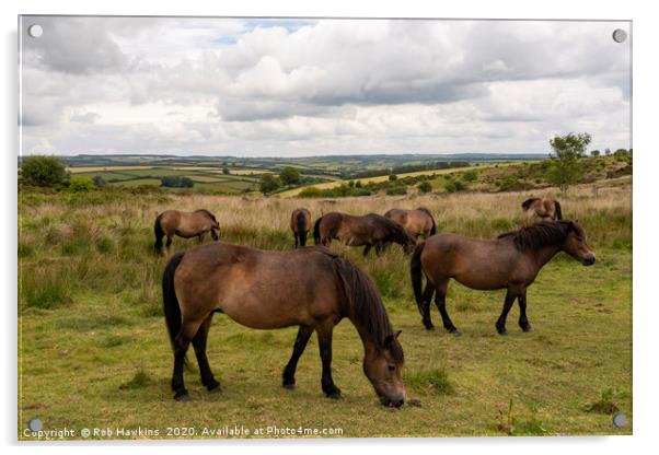 Exmoor Ponies at Winsford Hill  Acrylic by Rob Hawkins