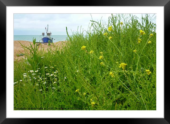 Wild flowers on a shingle beach  Framed Mounted Print by Antoinette B