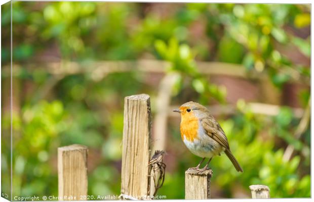 Robin perched on a fence  Canvas Print by Chris Rabe