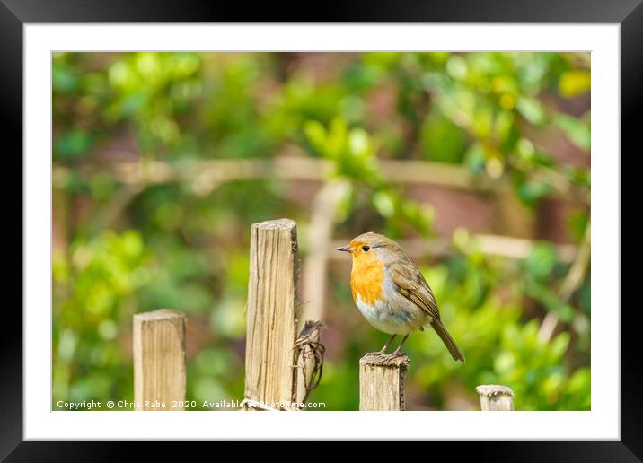 Robin perched on a fence  Framed Mounted Print by Chris Rabe