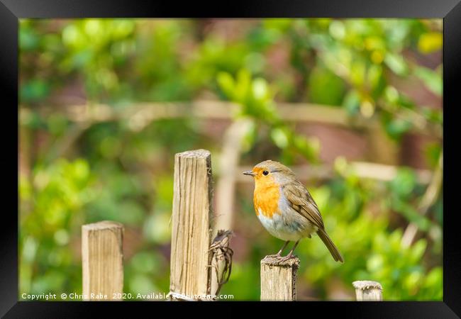 Robin perched on a fence  Framed Print by Chris Rabe
