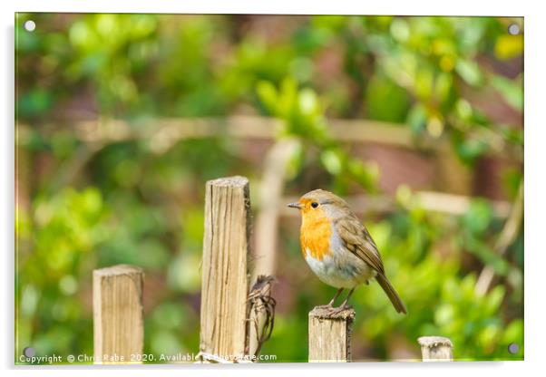 Robin perched on a fence  Acrylic by Chris Rabe