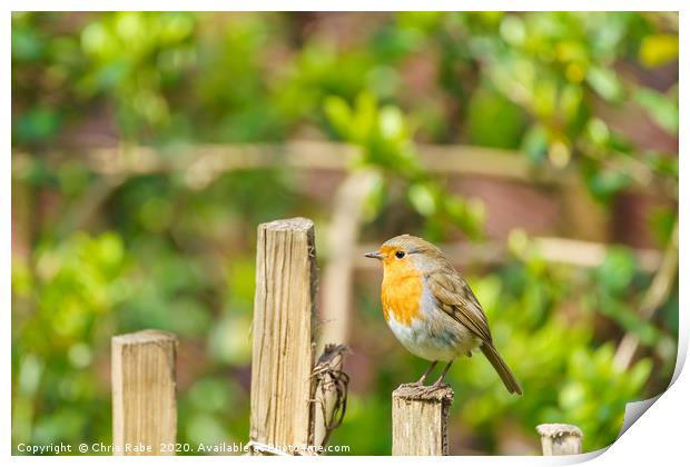 Robin perched on a fence  Print by Chris Rabe