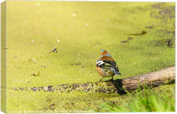 Chaffinch next to a pond Canvas Print by Chris Rabe