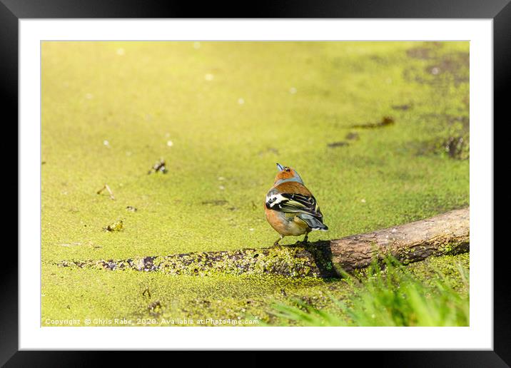 Chaffinch next to a pond Framed Mounted Print by Chris Rabe