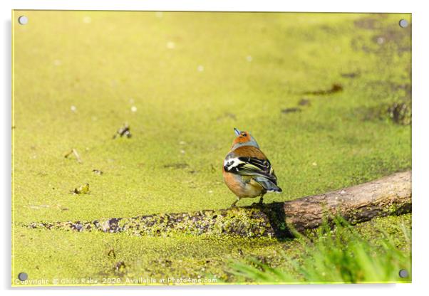 Chaffinch next to a pond Acrylic by Chris Rabe