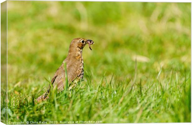 Song Thrush finding breakfast Canvas Print by Chris Rabe