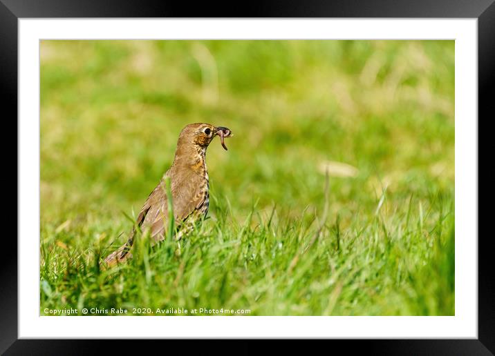 Song Thrush finding breakfast Framed Mounted Print by Chris Rabe