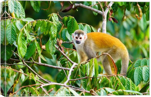 Squirrel Monkey  in tree top Canvas Print by Chris Rabe