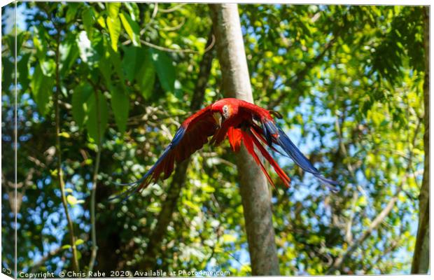 Scarlet Macaw flying through forest Canvas Print by Chris Rabe