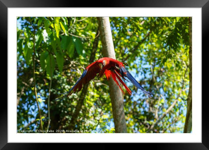 Scarlet Macaw flying through forest Framed Mounted Print by Chris Rabe