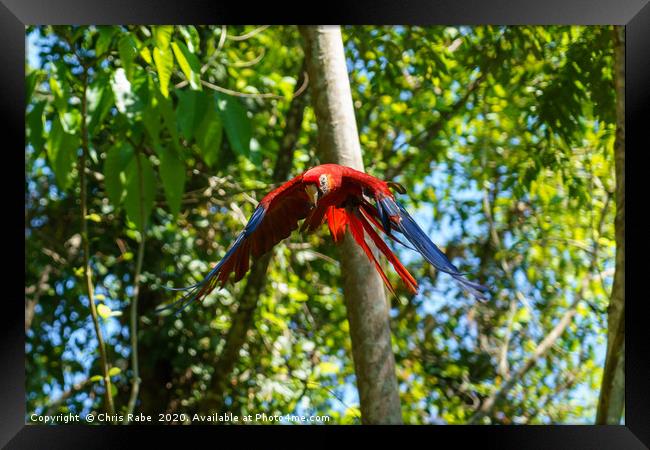 Scarlet Macaw flying through forest Framed Print by Chris Rabe