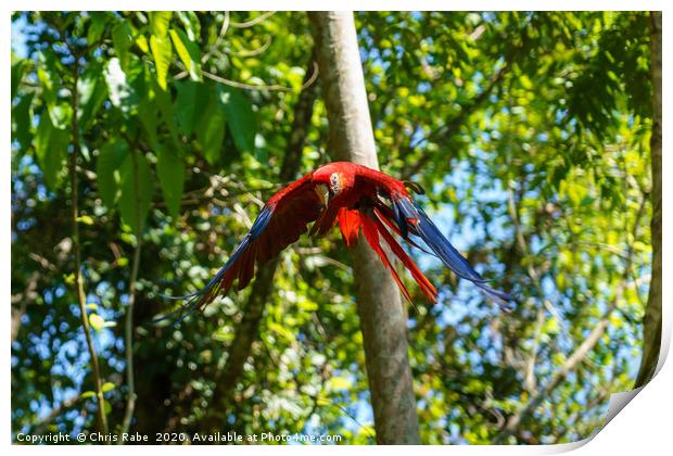 Scarlet Macaw flying through forest Print by Chris Rabe
